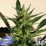 Flash Autoflowering Seeds Black Samba SuperAuto F1